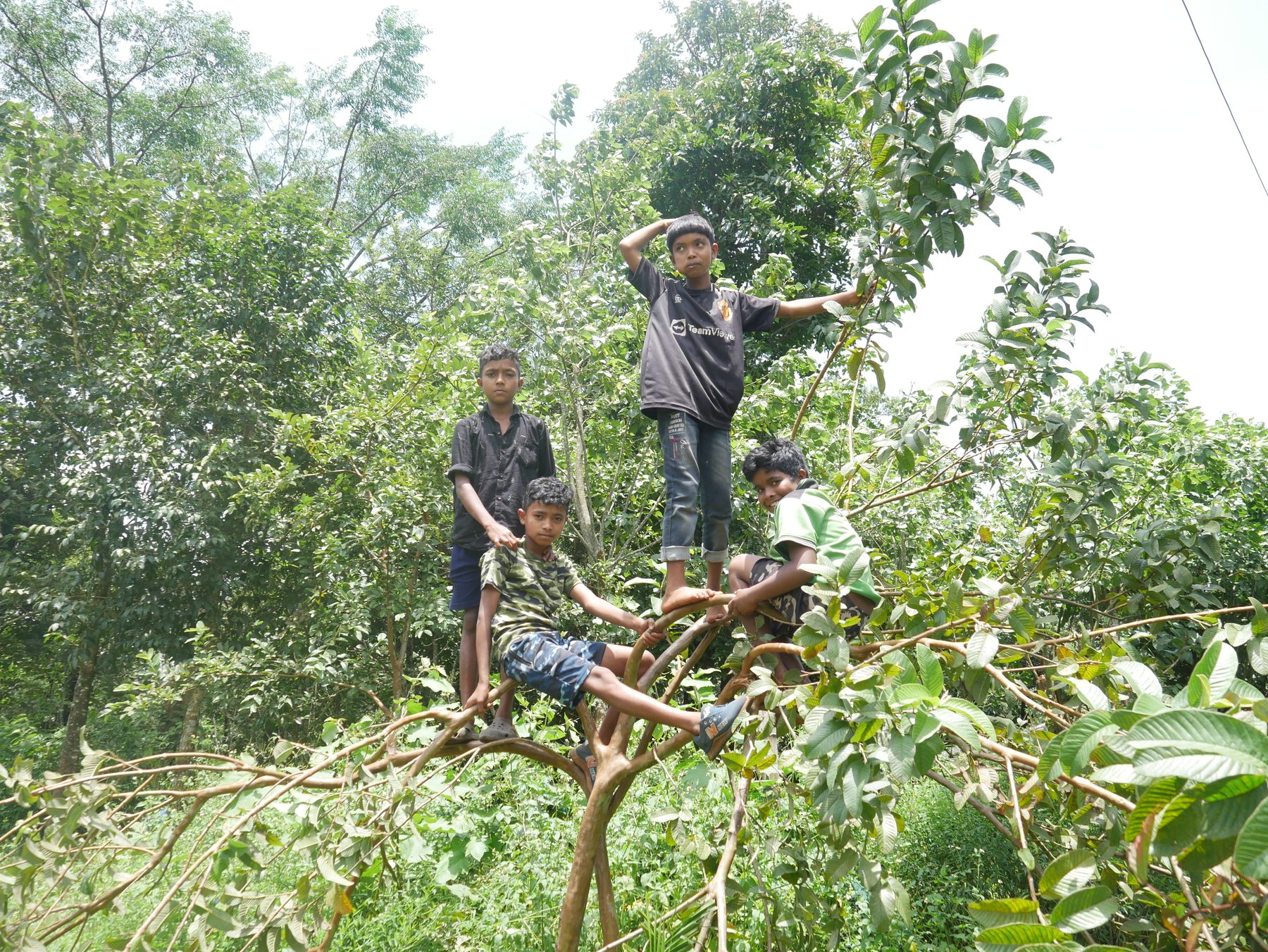 Four boys climbing a guava tree in a forested village